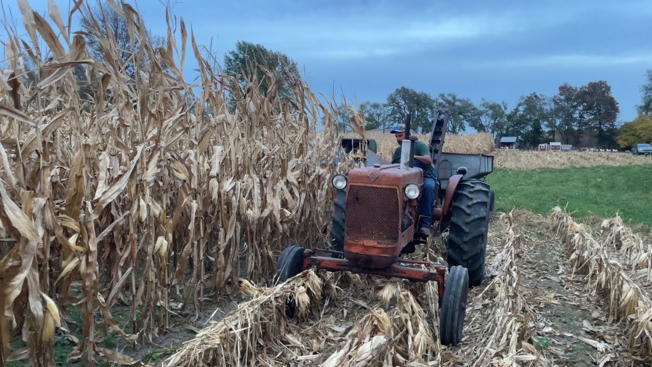 Picking Corn Fall 2024