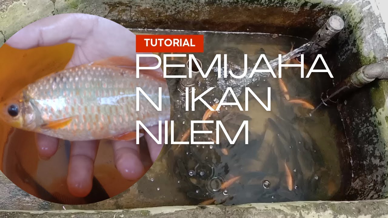 Tutorial Pemijahan Ikan Nilem