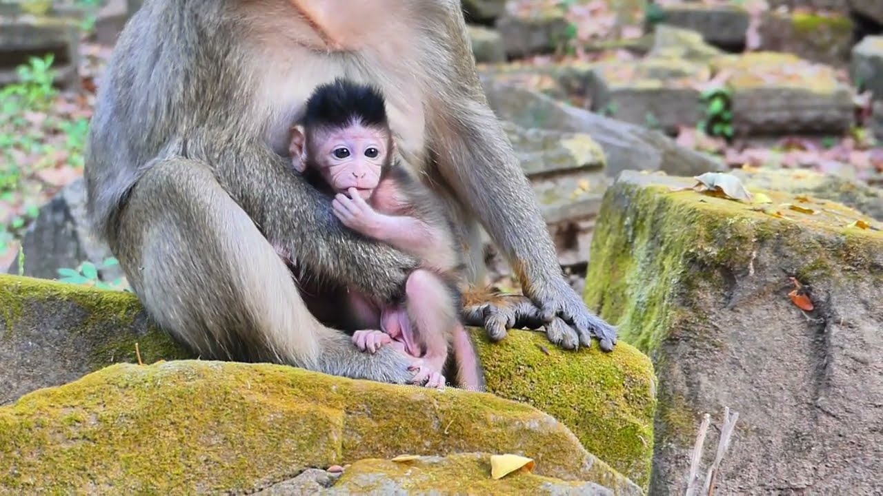 Baby Bessie's endurancee​ gets an achievement of the milk, before permission | Baby Fabulous