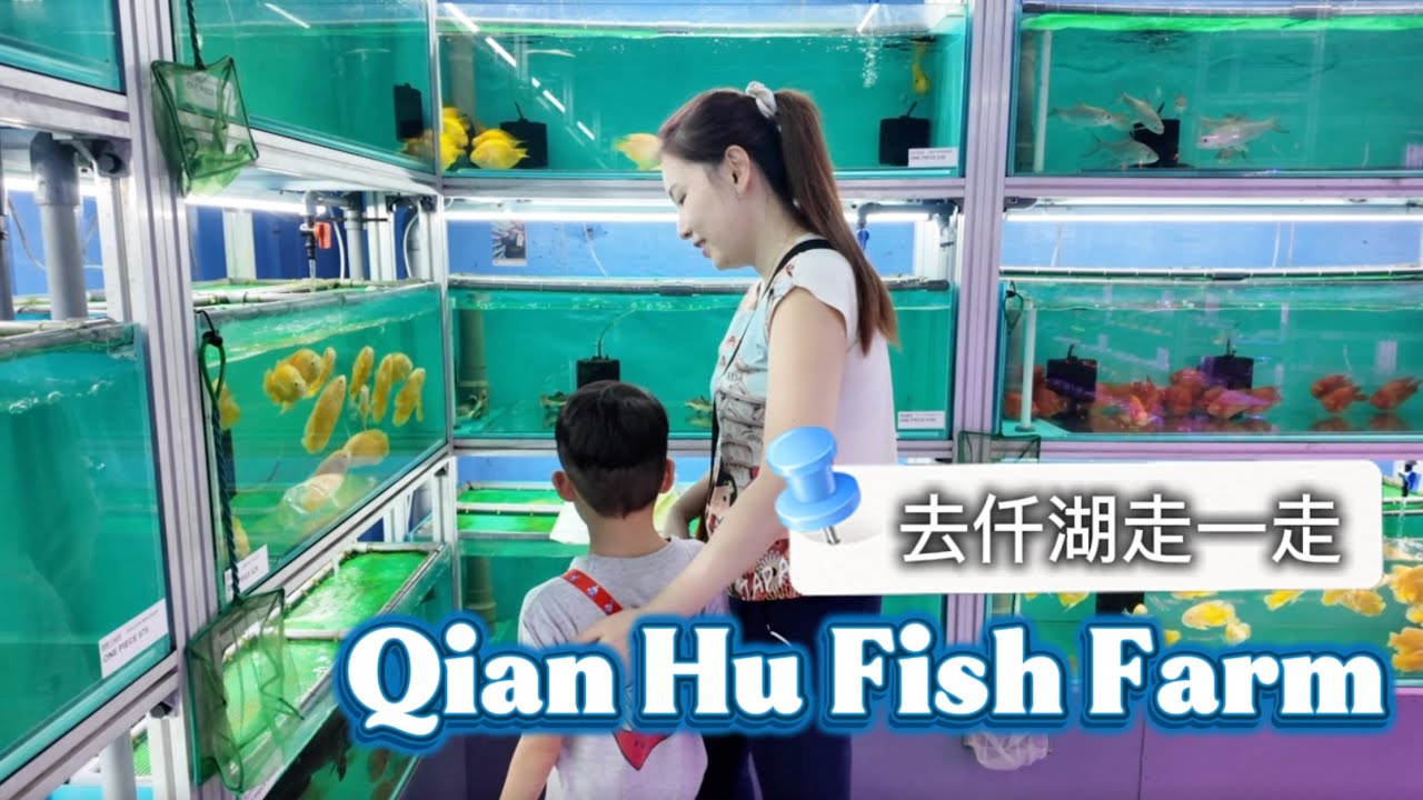 Qian Hu Fish Farm 2025🪸Catching Feeding & Smiling 🐠一起去仟湖鱼场走走😃