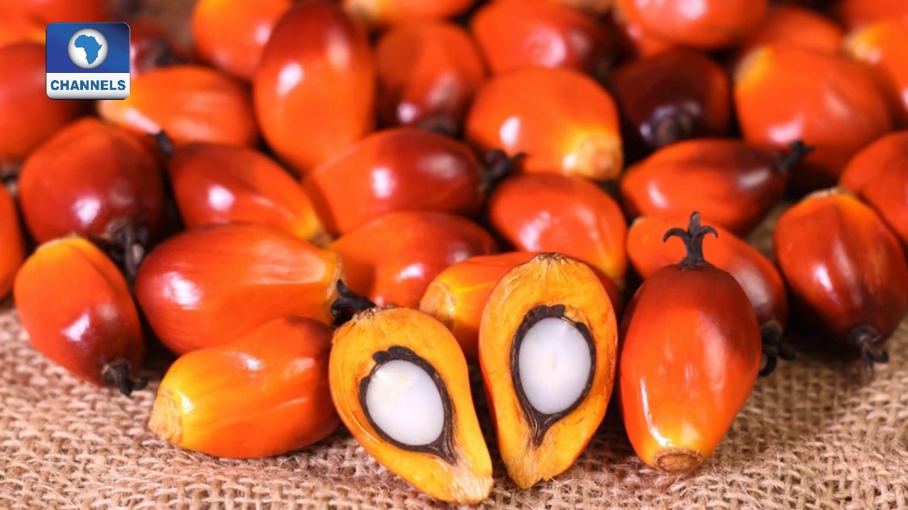Community Report: Focus On Benefits, Production Of Palm Oil In Nigeria Pt 1