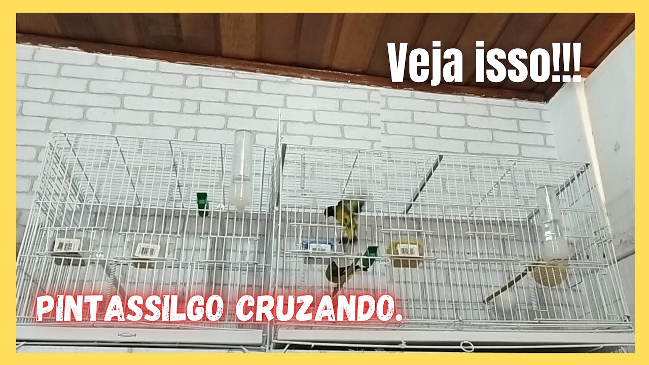 Como é o cruzamento de Pintassilgo Pinheiro. ( Tarin da Venezuela e Pintassilgo baianinho ).