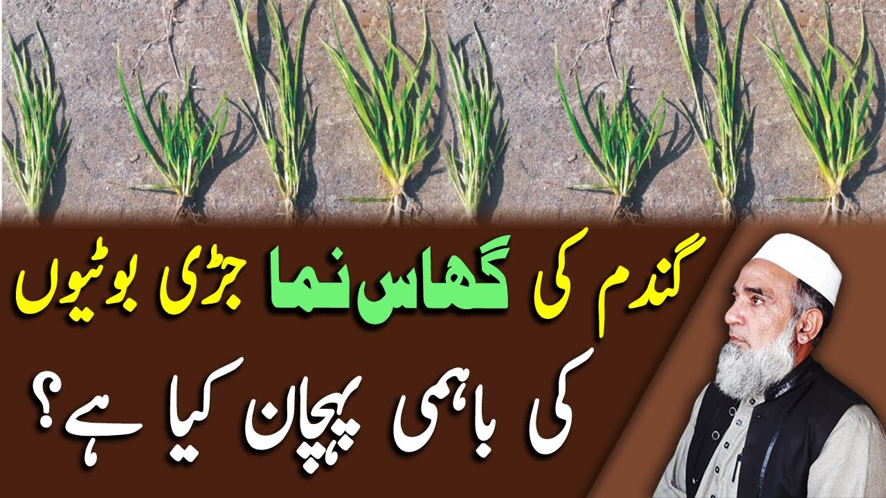 Comparative identification of Grassy weeds in Wheat | Crop Reformer