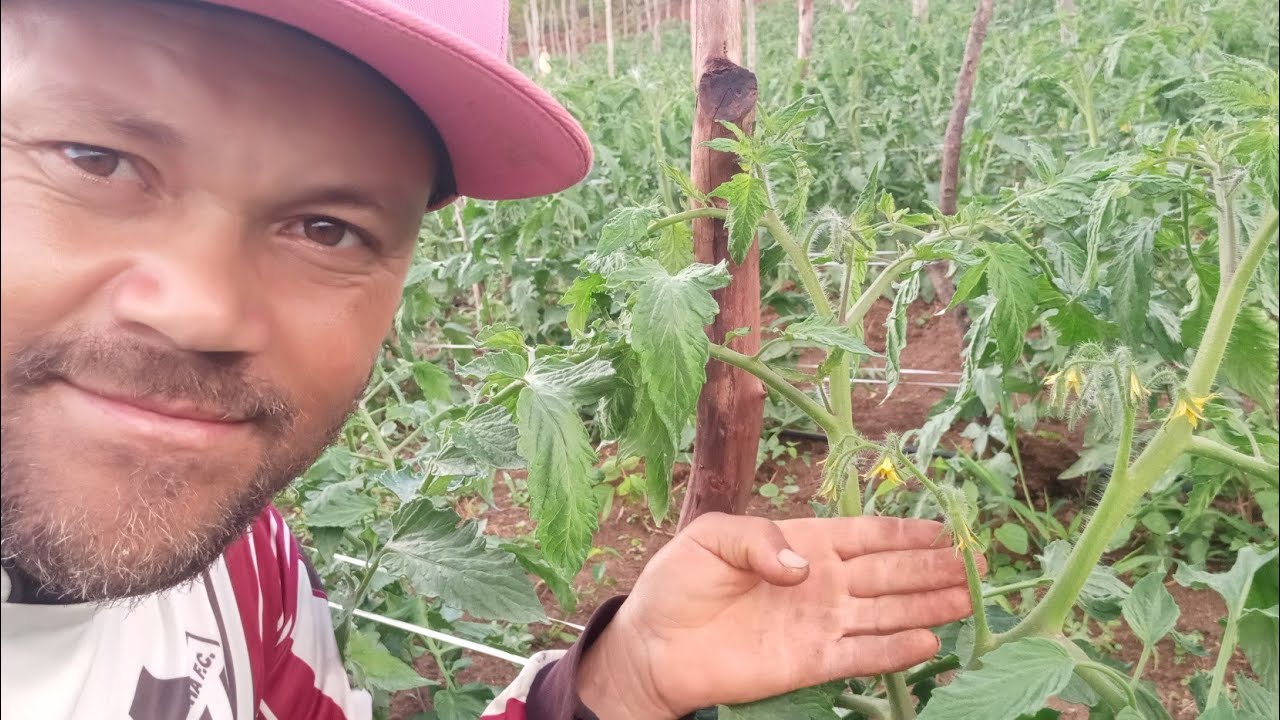 tomate na primeira florada.