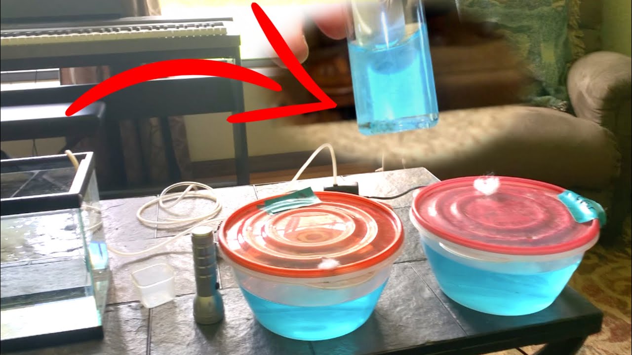 DID THEY HATCH? - Japanese Rice Fish and Killifish Eggs In The Mail