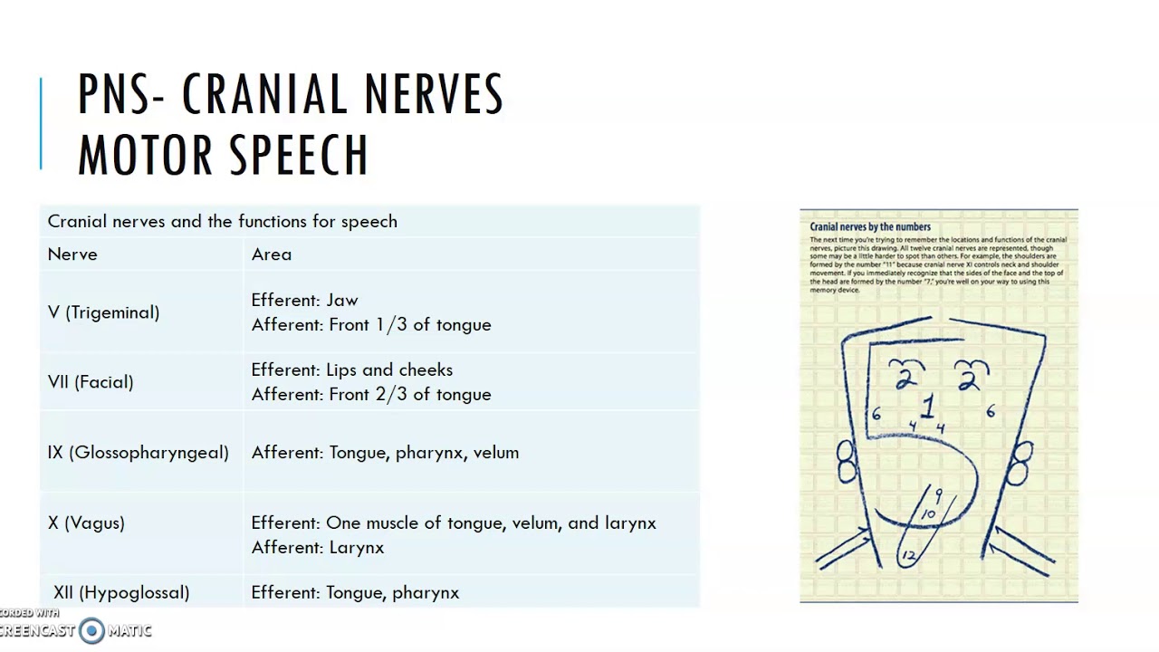 Anatomy of Speech sound production