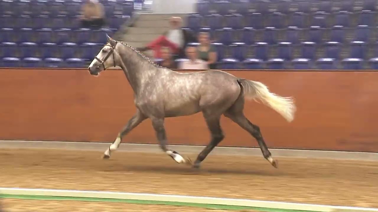 Tiago, Trakehner Hengst v. Cook du Midour AA/Hirtentanz, geb. 2021