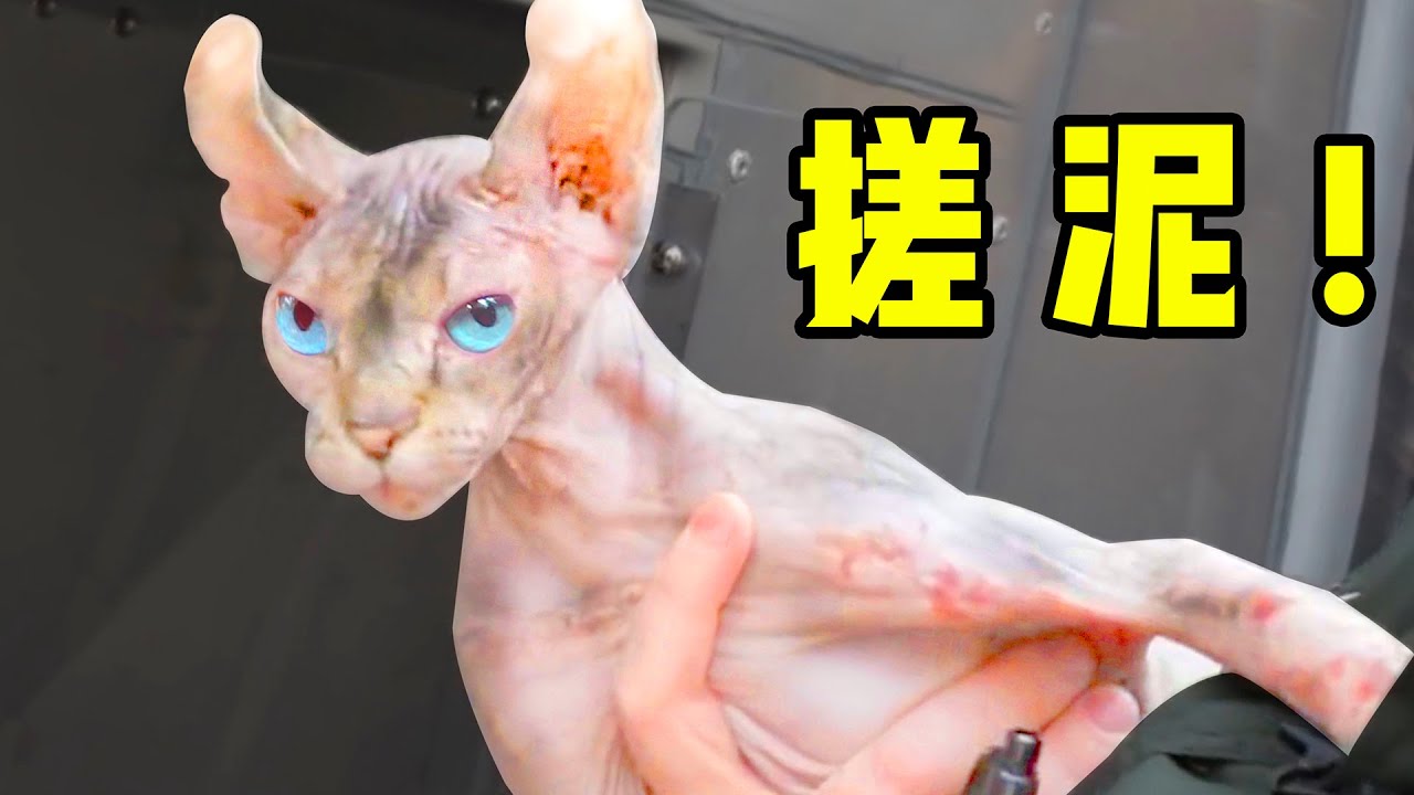 带流浪无毛猫洗澡搓泥，搓下来的“泥”都能做一个橡皮擦？！
