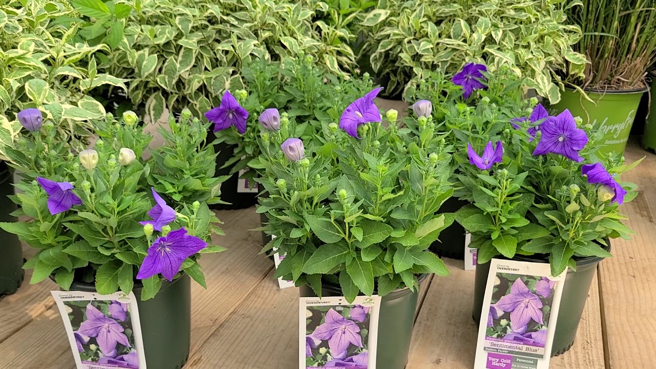 Platycodon Sentimental Blue' (Balloon Flower)🎈// POPULAR and LONG BLOOMING