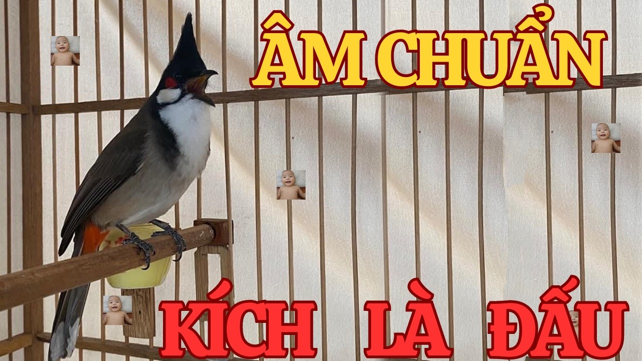Chào Mào Kích Bổi Lên Lửa!.. Luyện Chào Mào Hót Đấu - Chào Mào Kích Trống Hót Căng Lửa. chào mào đấu