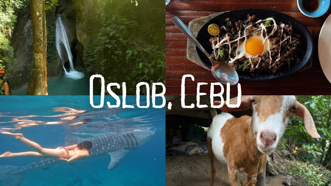 Cliff Jumping and Whale Sharks - Cebu, Philippines