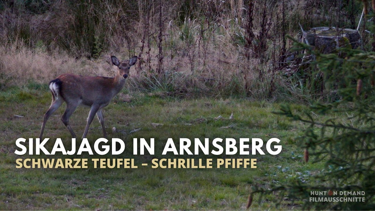Sikajagd im Arnsberger Wald &ndash; Jagdwochenende zur Brunft &ndash; die ersten 8 Minuten Hunt on Demand