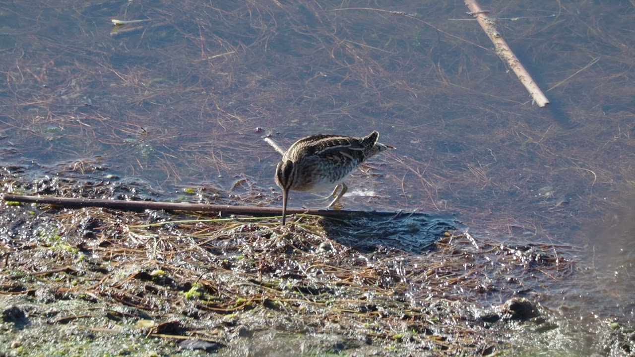 Wilson's Snipe bobbing and feeding