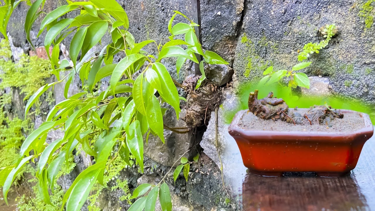 Tìm cây Bờ Tường -  Sanh khe Đá Ngũ Hành Sơn