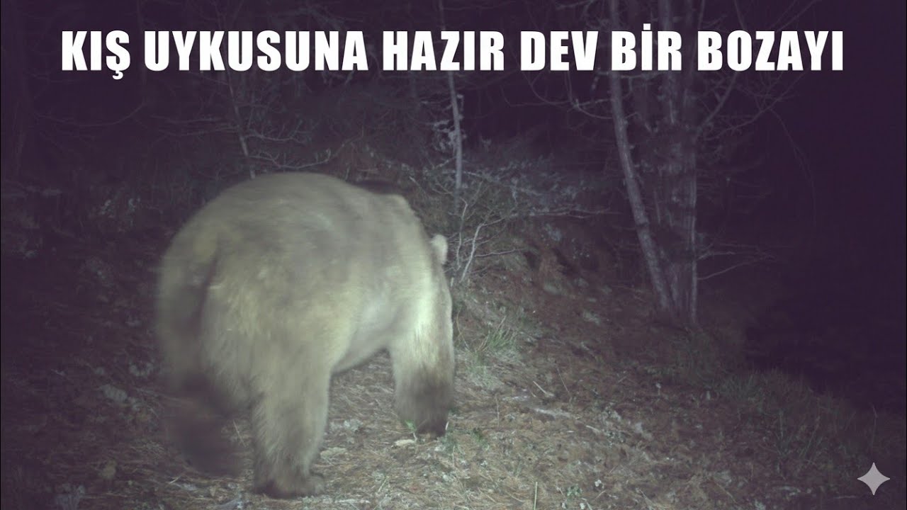 GECE FLAŞLI VİDEO ÇEKEN FOTOKAPANI KONTROLE GİDİYORUM ! DEV BİR BOZAYI, KARDA OYNAYAN GEYİKLER !