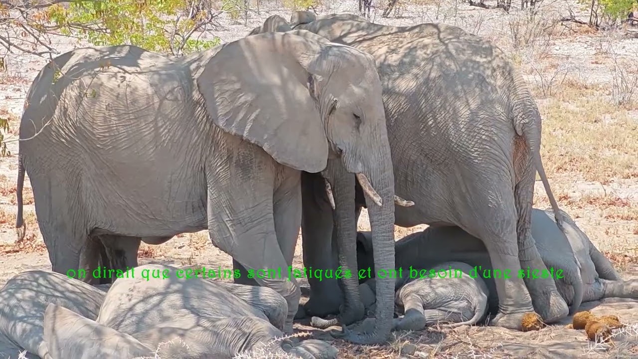 (7)NAMIBIE : ETOSHA - safari au parc Halali |EnvieDeVoy@ges