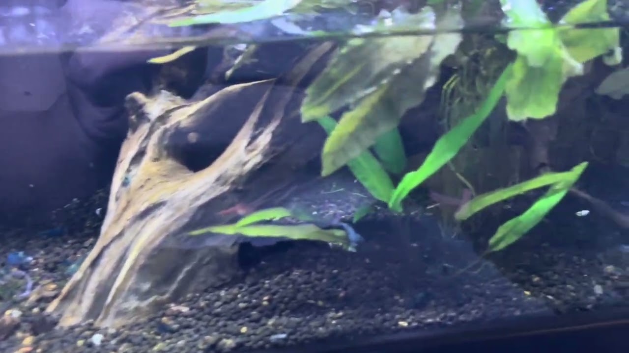 Jungle Paludarium