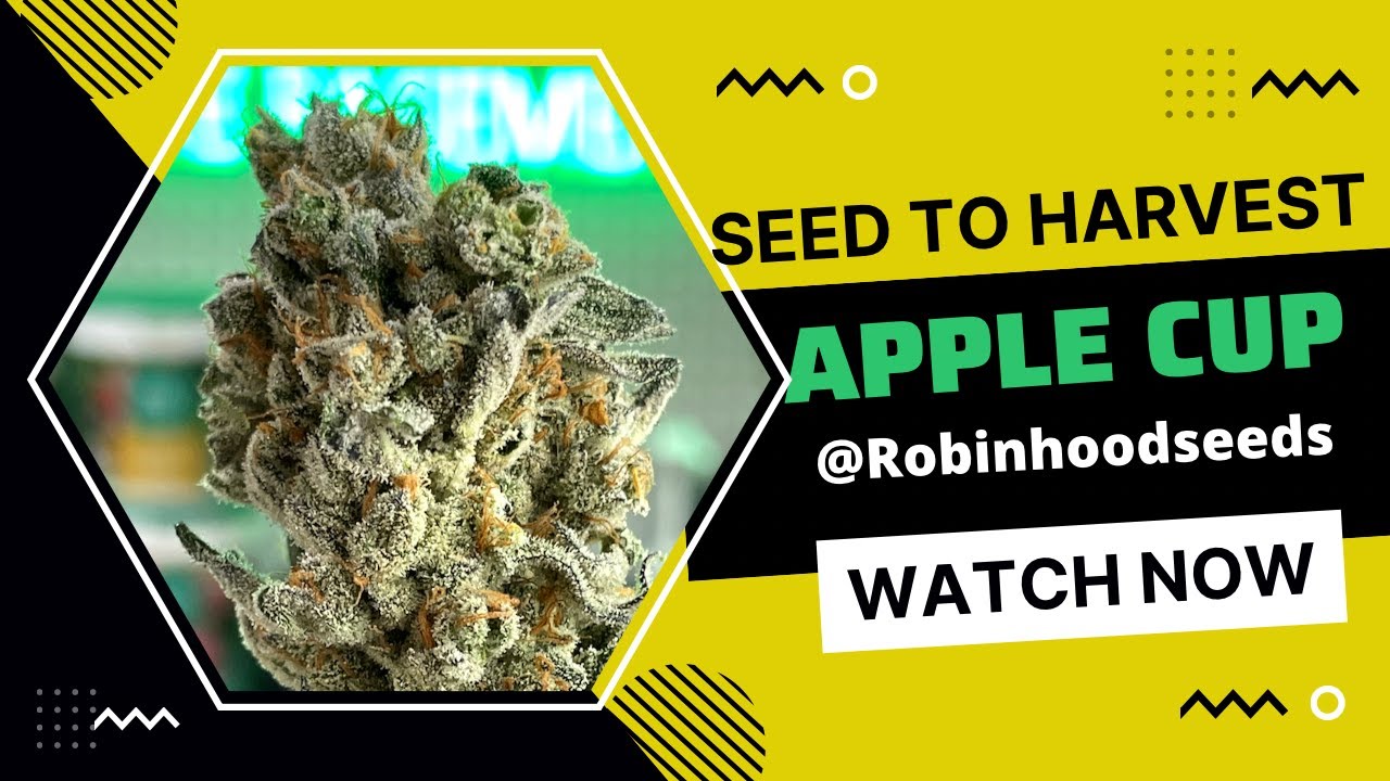 ЯБЛОЧНАЯ ЧАШКА - Семена для урожая (Robinhood Seeds) AC Infinity s44 Свет для выращивания растени...