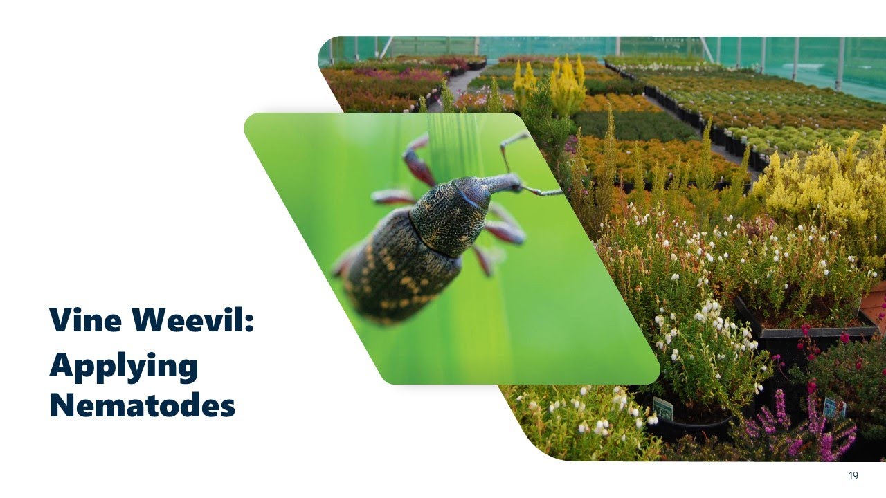 Vine Weevil: Applying Nematodes | ICL Professional Horticulture