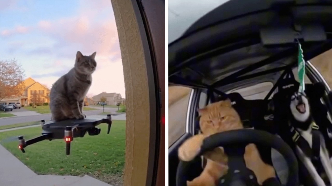 Incredible Kittens You Haven’t seen YET made by Sora | Ultra Realistic & Funny 😂