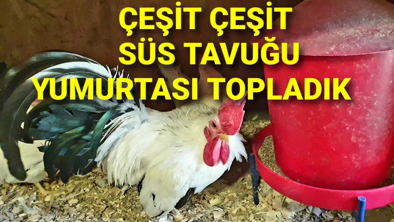 BÜTÜN SÜS TAVUKLARININ YUMURTASINI TOPLUYORUZ! VORWERK AYEM CEMANİ LAKENVELDER CÜCE KOŞİN JAPONEZ...
