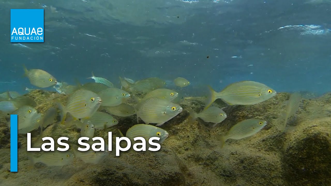 Curiosidades sobre las SALPAS, PROTECTORAS de los FONDOS MARINOS