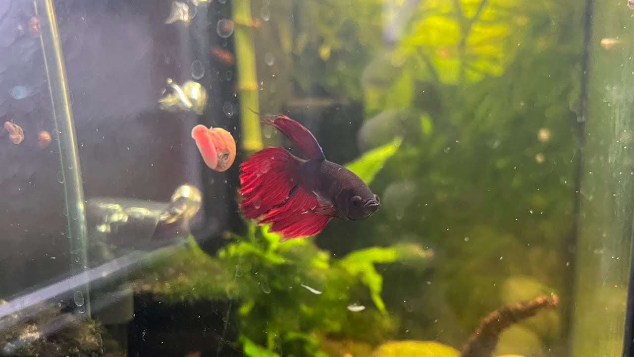 BEST Beginner Aquarium Fish