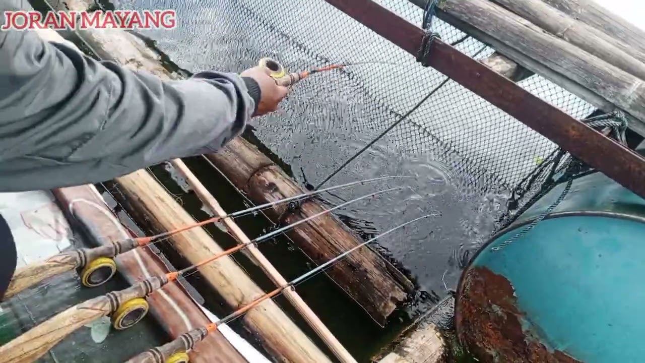 @SPOT REKOMENDASI MANCING DIKJA‼️ full strike 🦈 patin ukuran sedang dan besar, siapkan senar terbaik
