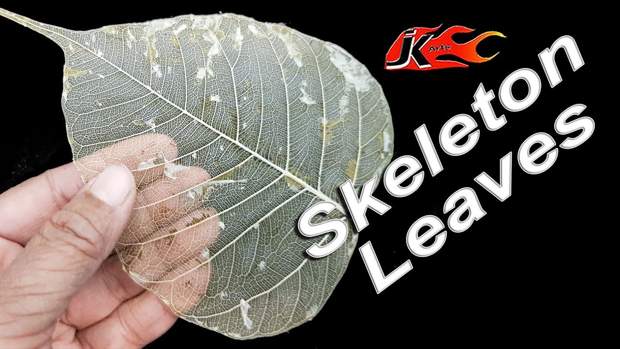 Easy Skeleton Leaves : The Water Method | JK Arts 1523