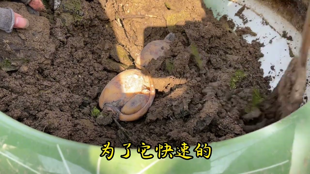 家庭种植莲藕如何栽种出芽快，方法简单一看就会，水生植物好养护