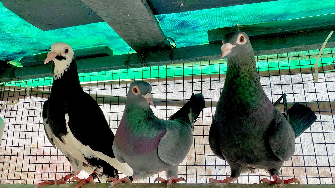 🔥💯PIGEONS VIDEO || KABUTAR FULL VIDEO 
