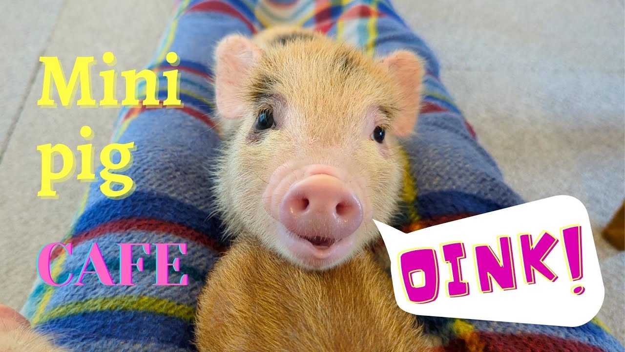 Visiting Japan's Mini Pig Cafe 🐽 | Mini Pig cafe Tokyo 🗼