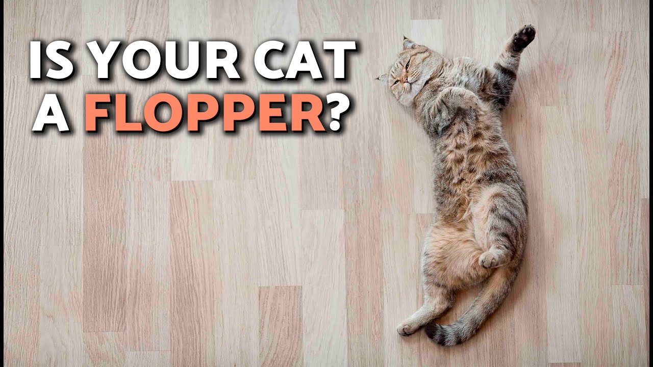 Ваша кошка падает на землю, когда видит вас? 🙀 Почему кошки ложатся перед нами