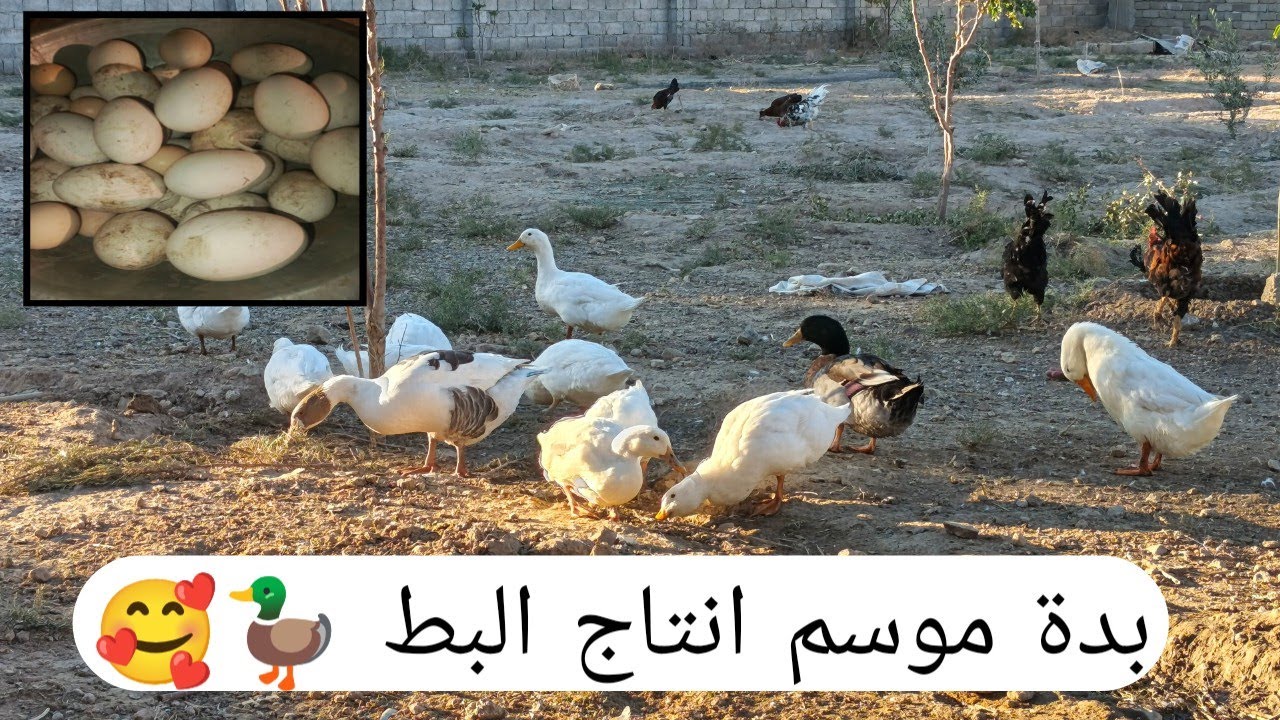 بدة موسم انتاج البط 🦆 جبنه اشجار جديدة 