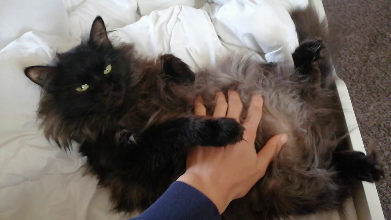 #cat #chantilly #tiffany lovely Chantilly Tiffany