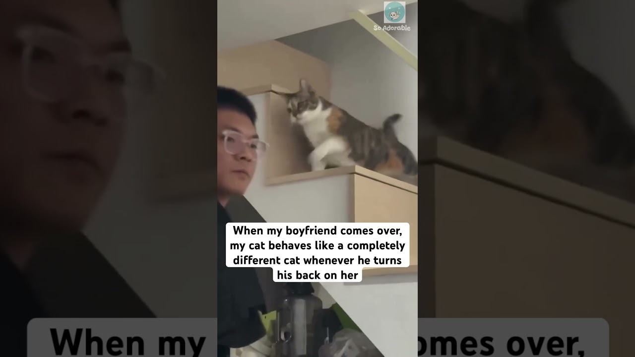 This cat had two faces 🤭 #shorts #cat #catlovers