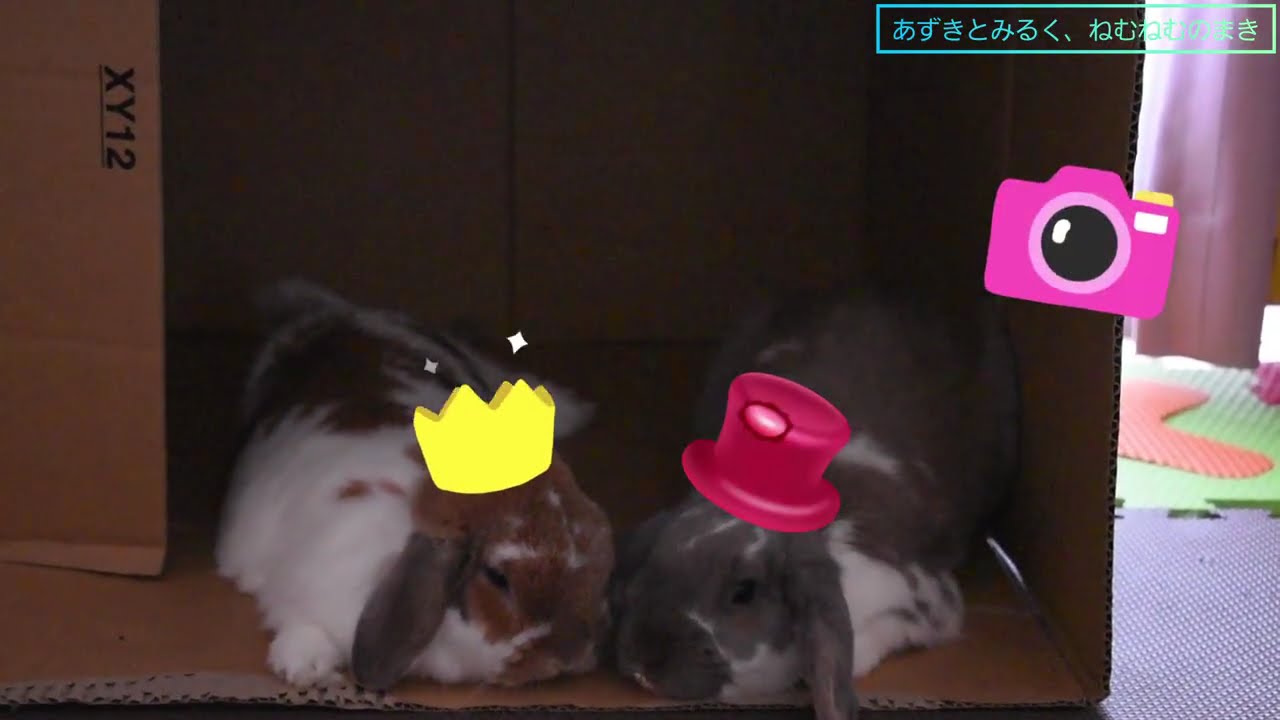 【Holland lop ear rabbit】Azuki’s daily life 44　　中村小豆44｢あずきとみるく、ねむねむのまき｣