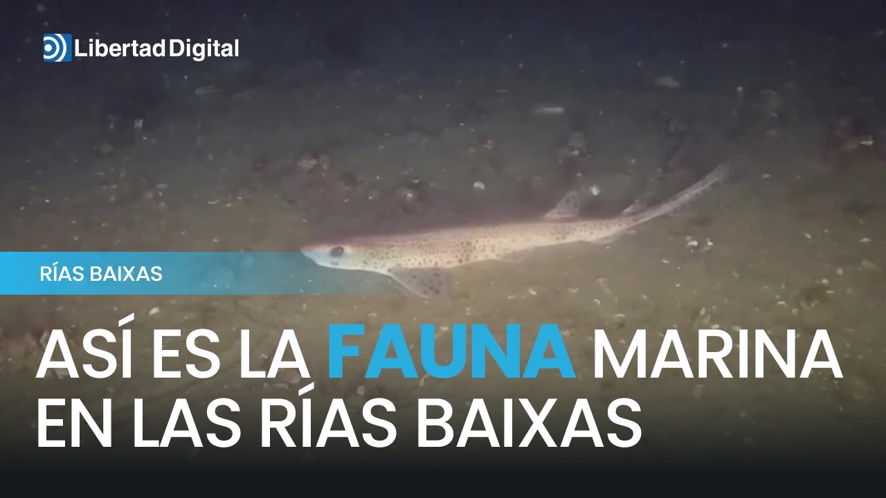 Así es la fauna marina que se descubre en una inmersión submarina en las Rías Baixas