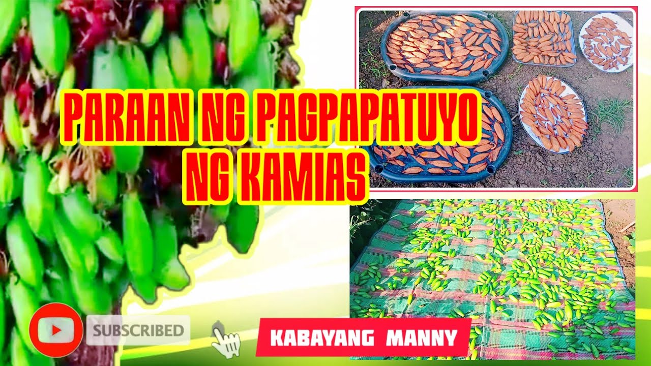 Tamang pagpapatuyo ng kamias