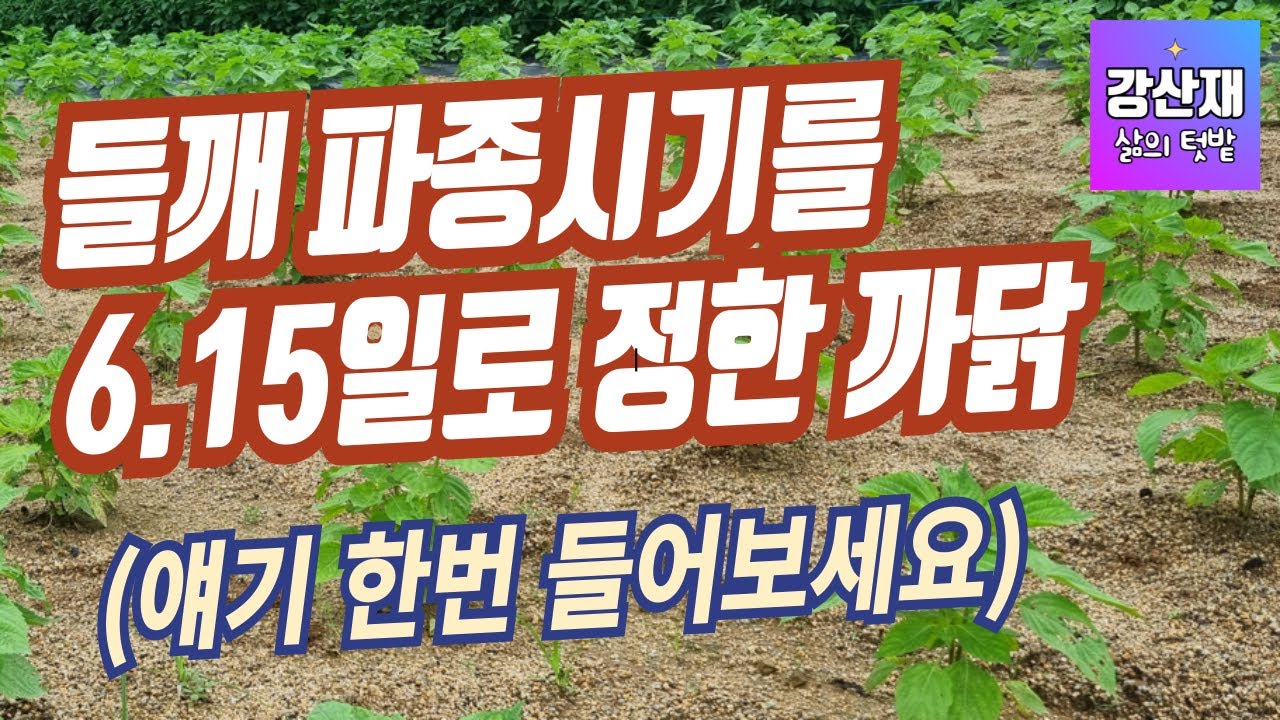 [텃밭] 들깨 파종일을 6.15일로 잡은 까닭입니다 .