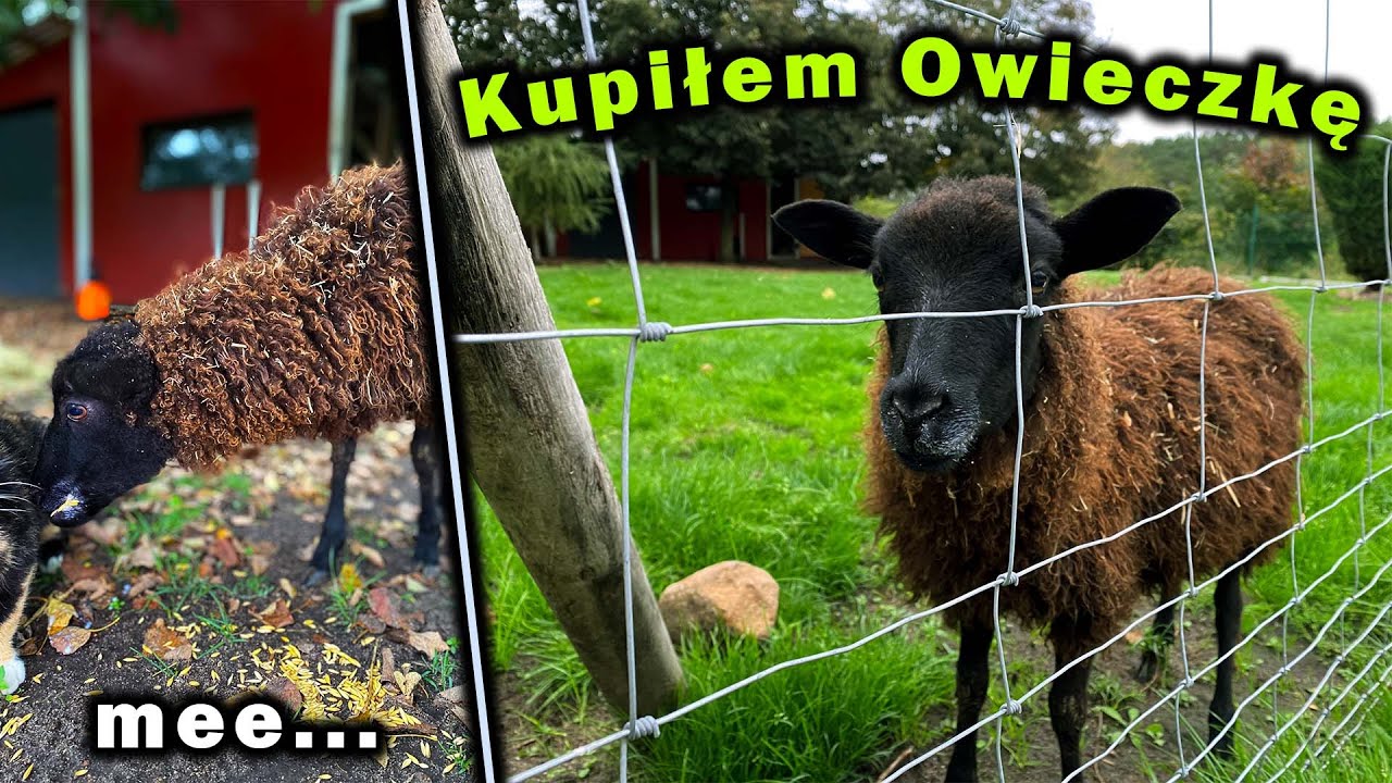 KUPIŁEM OWIECZKĘ !!!