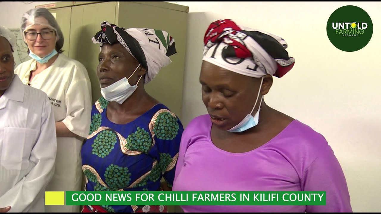 CLIMATE SMART CHILLI FARMING PROGRAMME RAISE HOPE FOR FARMERS IN KILIFI COUNTY
