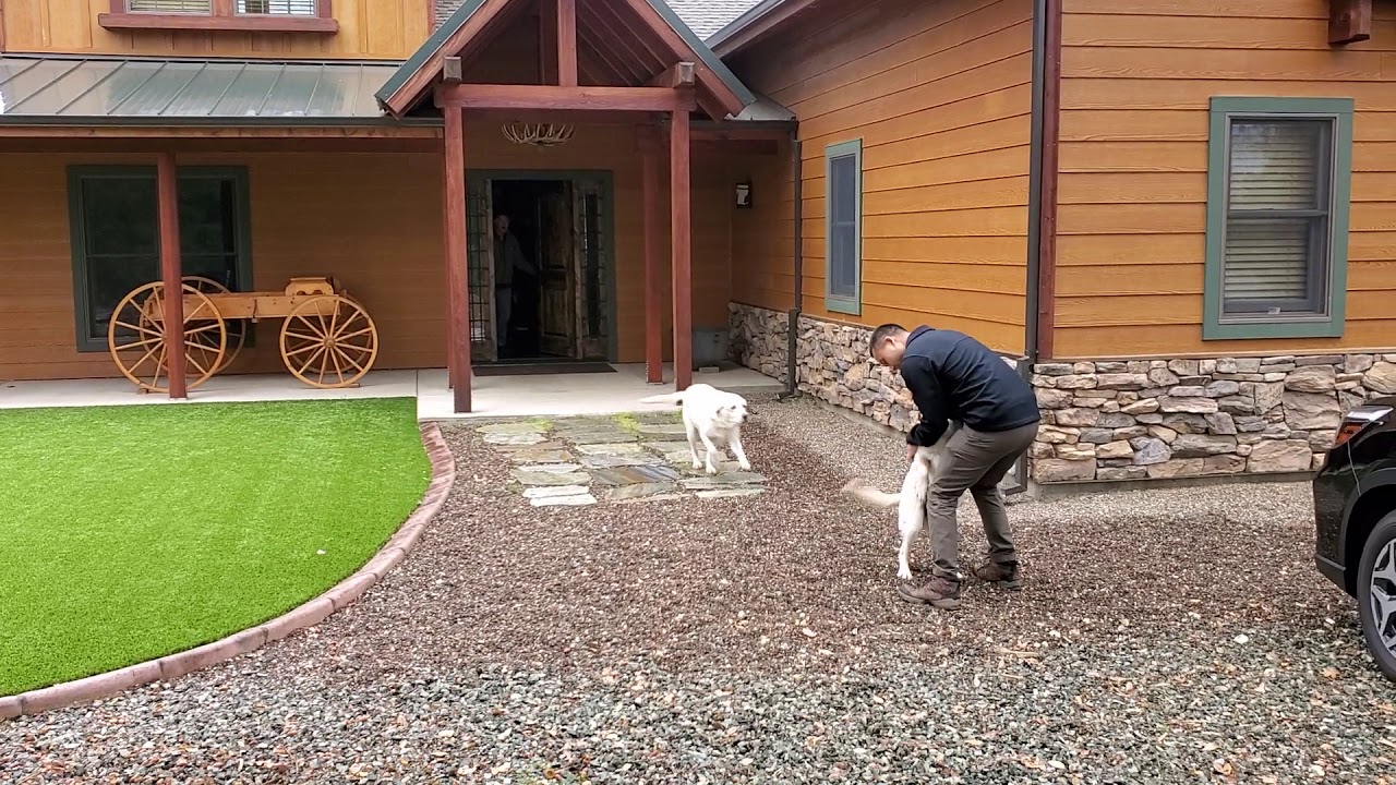 Dogs on Deployment: Buzz' reunion with his military dad