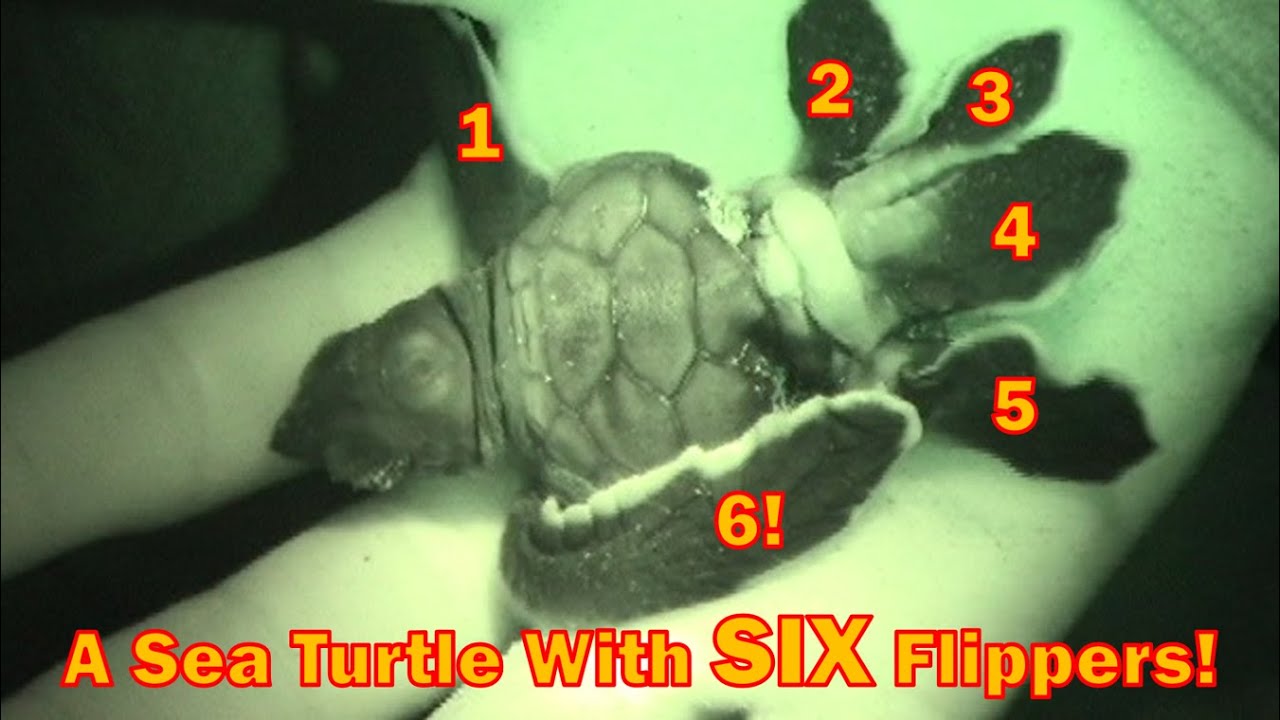 Mutant Sea Turtle With Six Flippers!