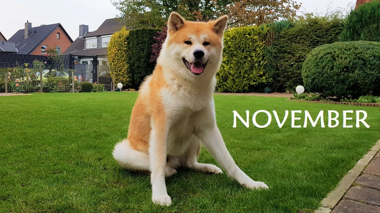 AKITA INU - November Story | 秋田犬