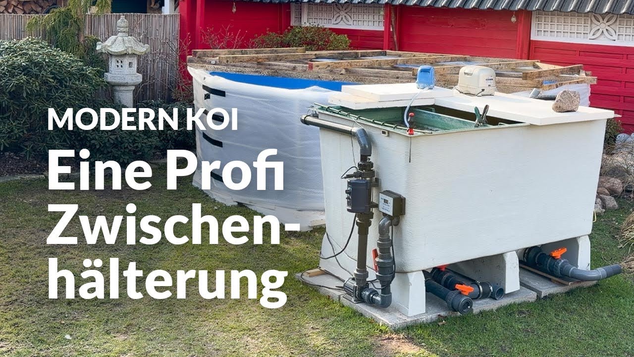 Mit Koi Zossen: Michaels Zwischenh&auml;lterung f&uuml;r seine Koi | Modern Koi Blog #8009