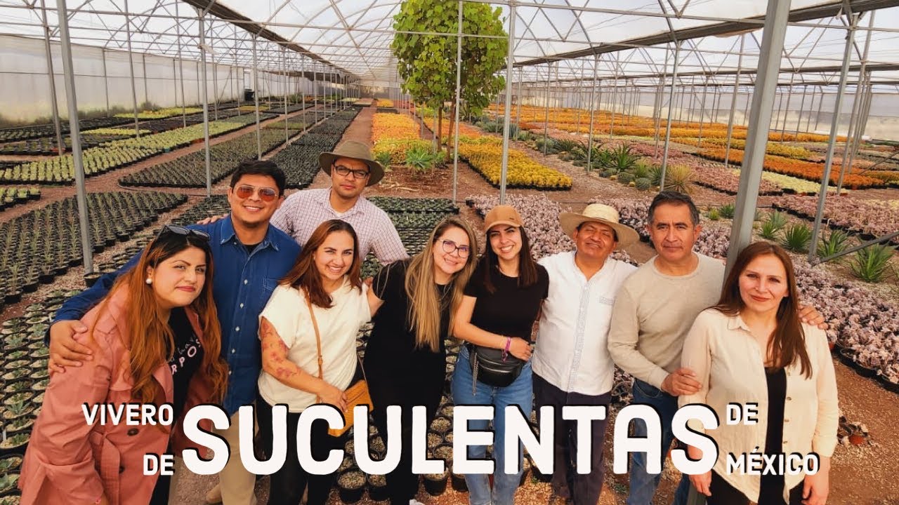 Vivero de Suculentas de México. Miles y miles de suculentas