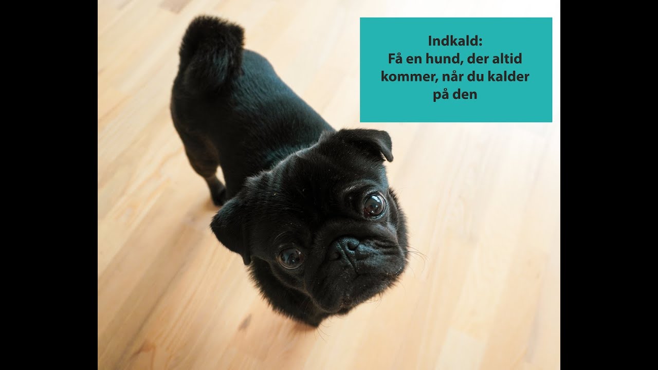 Indkald: Få en hund, der altid kommer, når du kalder