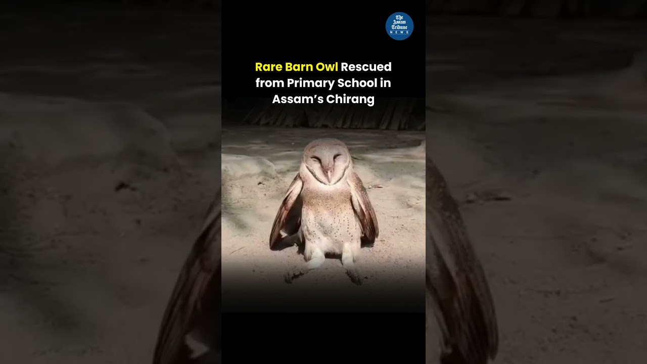 Rare Barn Owl Rescued from Primary School in Assam&rsquo;s Chirang