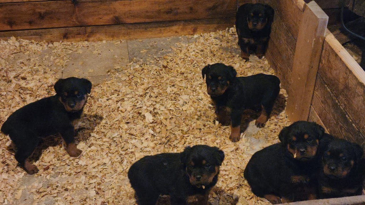 LET'S SHOW YALL HOW BIG THESE PUPS HAVE GOTTEN ALREADY ACE X DIOR 5.5WKS OLD & LOOKING LIKE MONSTERS